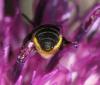 Heriades sp.